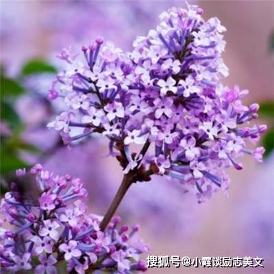 国产精品久久婷婷六月丁香:07-10-13-14-18-20C：41,国产精品的绽放，久久婷婷与六月丁香的故事
