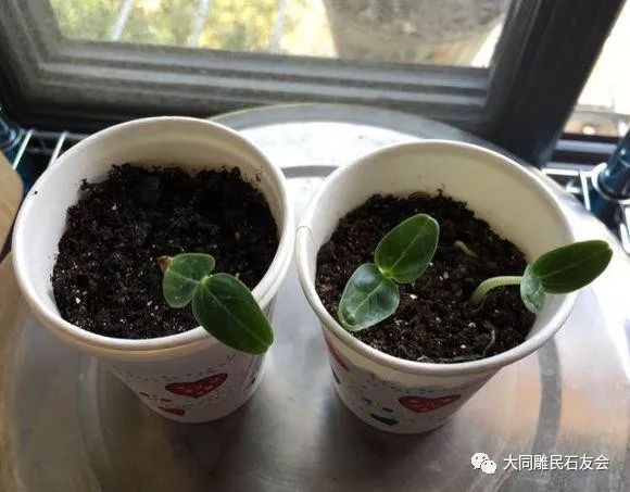 欧美黑人欧美精品刺激:大蒜最新价格网,欧美黑人文化与大蒜最新价格网，探索多元文化下的经济动态