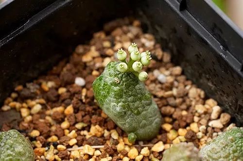 欧美黑人欧美精品刺激:大蒜最新价格网,欧美黑人文化与大蒜最新价格网，探索多元文化下的经济动态