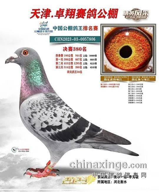 午夜精品久久久久成人:玺恒翔公棚最新公告,午夜精品久久久久成人，玺恒翔公棚最新公告揭秘