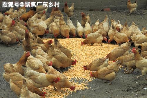 yy1111111少妇影院光屁股:温氏养鸡最新政策,关于yy1111111少妇影院光屁股与温氏养鸡最新政策的探讨