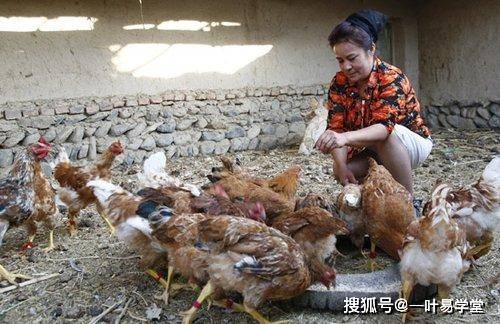 yy1111111少妇影院光屁股:温氏养鸡最新政策,关于yy1111111少妇影院光屁股与温氏养鸡最新政策的探讨