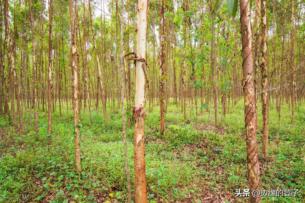 九九久久精品国产:桉树价格最新,九九久久精品国产，最新桉树价格分析
