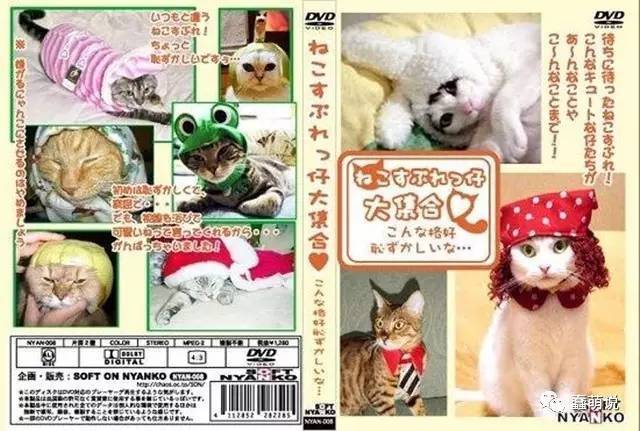 一本大道东京热无码:健康猫最新,一本大道东京热无码，健康猫最新探索与启示