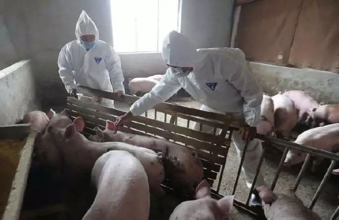 成 人 黄 色 网 站 在线播放视频:非洲猪瘟最新疫情通报,非洲猪瘟最新疫情通报与在线视频资讯