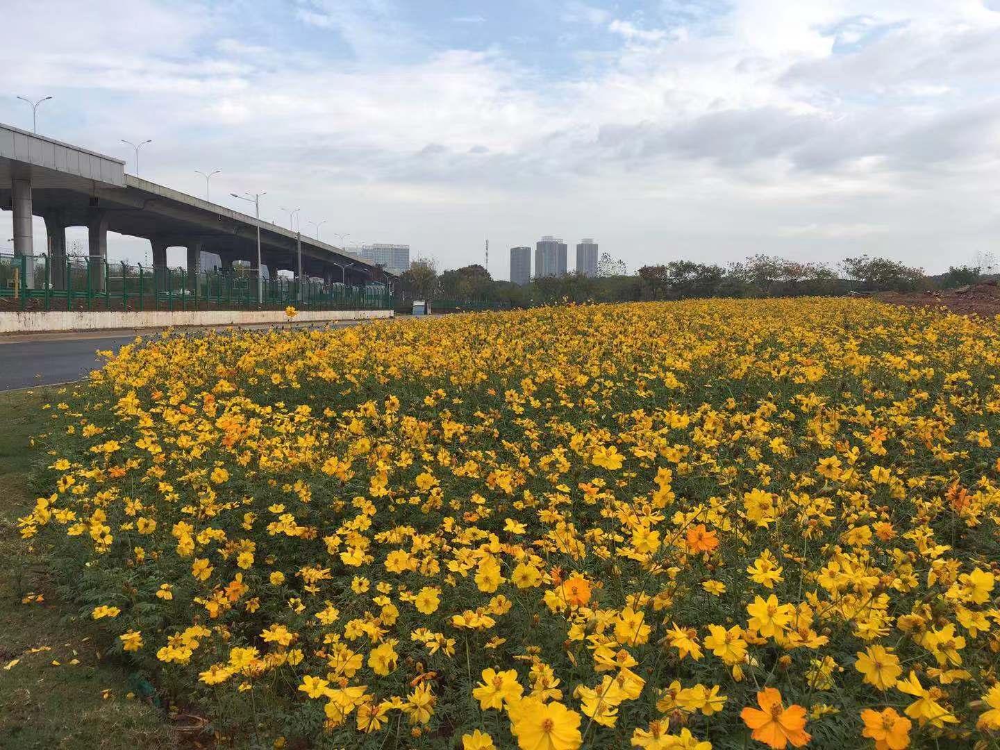 野花社区www在线观看:西安最新招聘管吃住,野花社区www在线观看，西安最新招聘管吃住——探寻社区魅力与职业发展新机遇