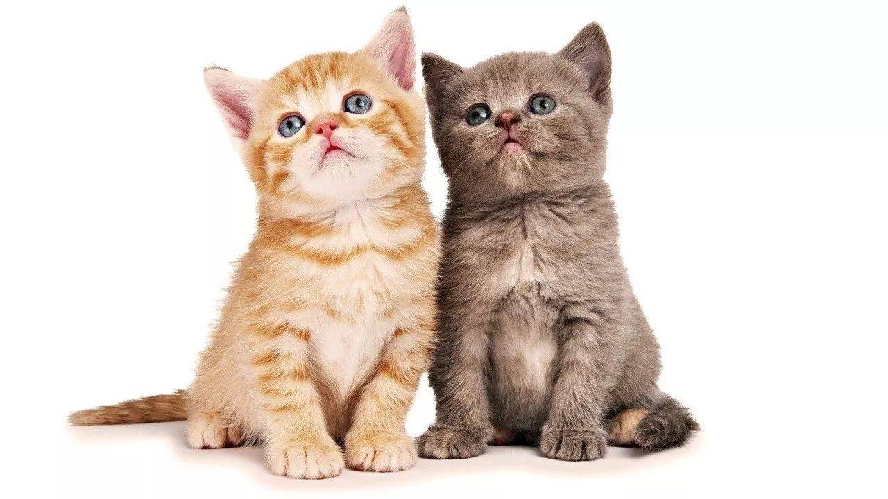 猫咪免费人成网站在线观看:农民最新创业好项目,农民创业新篇章，探索与猫咪相关的创业机遇与在线娱乐平台的革新