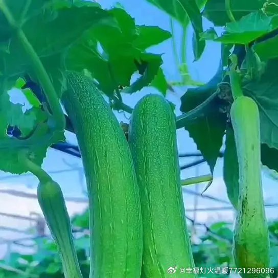 一区二区免费高清观看国产丝瓜:最新斗牛群,一区二区免费高清观看国产丝瓜，最新斗牛群