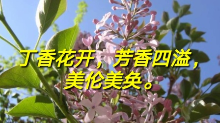 一区二区狠狠色丁香久久婷婷:最新晋宁区,一区二区狠狠色丁香久久婷婷，晋宁区的独特魅力与最新发展