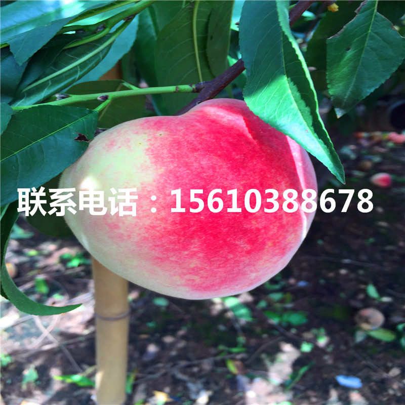 国内精品久久久久久99蜜桃:08-15-23-27-35-49N：41,国内精品文化深度探索，久久蜜桃的独特魅力与数字背后的故事
